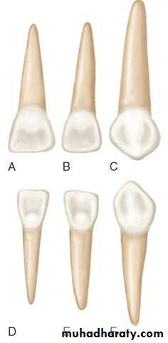 morphology of primary teeth pptx - Dr.Saeed - Muhadharaty