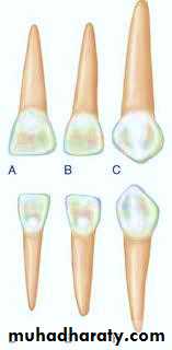 morphology of primary teeth pptx - Dr.Saeed - Muhadharaty