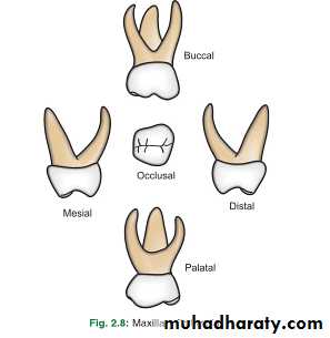 Morphology Of Primary Teeth Pptx - Dr.saeed - Muhadharaty