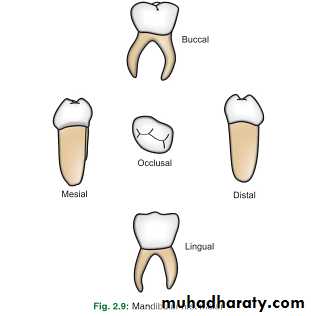 morphology of primary teeth pptx - Dr.Saeed - Muhadharaty