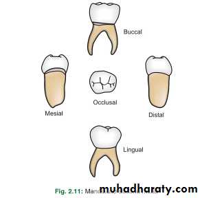 morphology of primary teeth pptx - Dr.Saeed - Muhadharaty