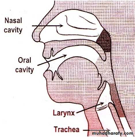 1 docx - pharynx - Muhadharaty