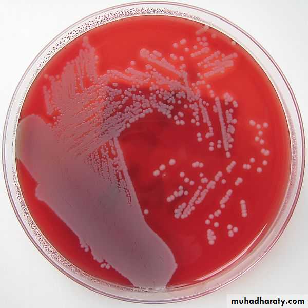 Staphylococcus practical عملي pptx - د.اسماء - Muhadharaty