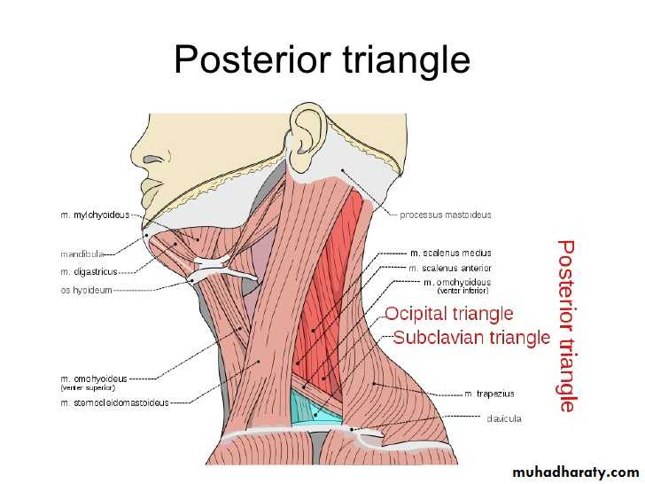 Anatomy pptx - د.سيف - Muhadharaty