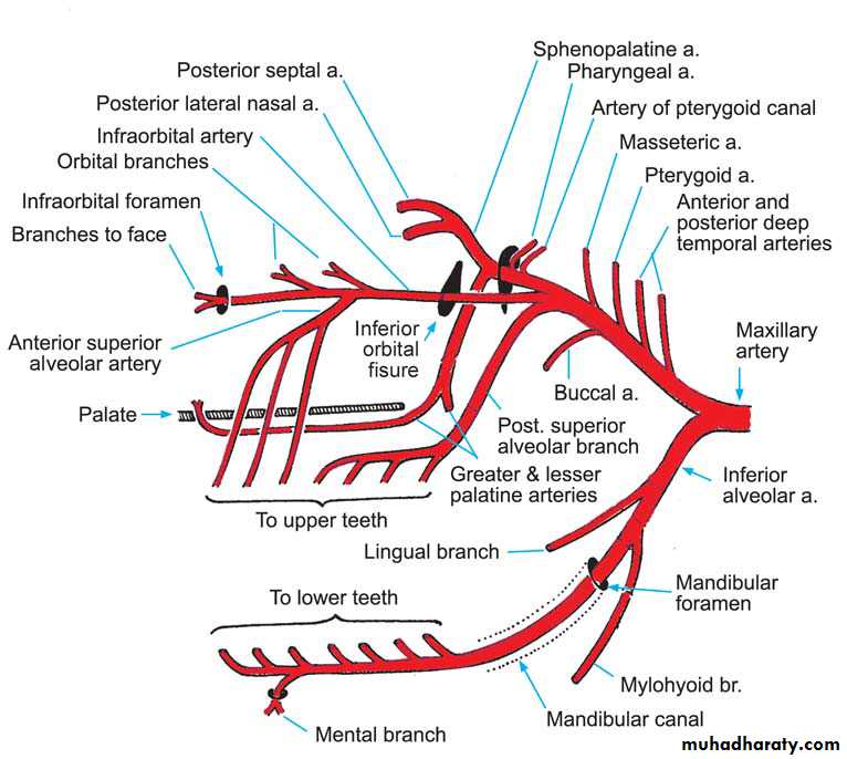 Anatomy pptx - د.سيف - Muhadharaty