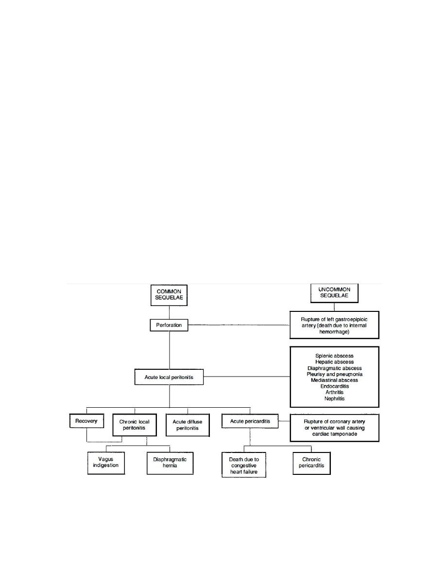 TRAUMATIC RETICULO PERITONITIS pdf - د-اسامة - Muhadharaty