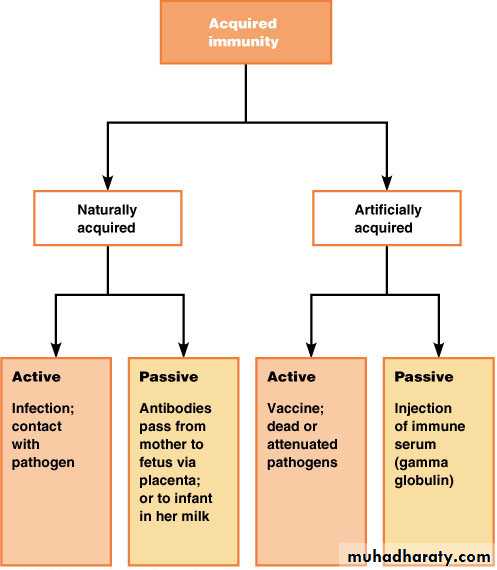 active and passive humoral immunity