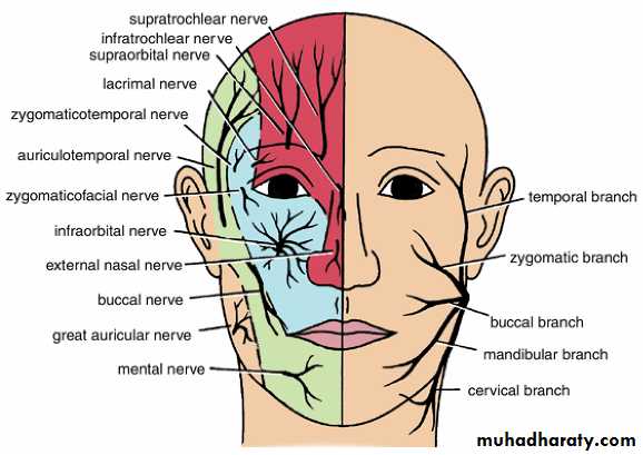 Head And Neck-skull Pptx - Prof. Dr. Adnan H. Mahdi - Muhadharaty