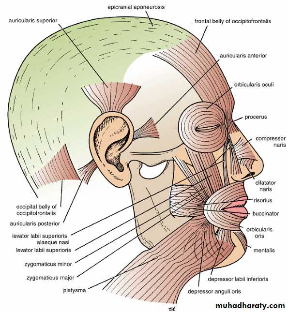 Апоневроз головы. M auricularis anterior.