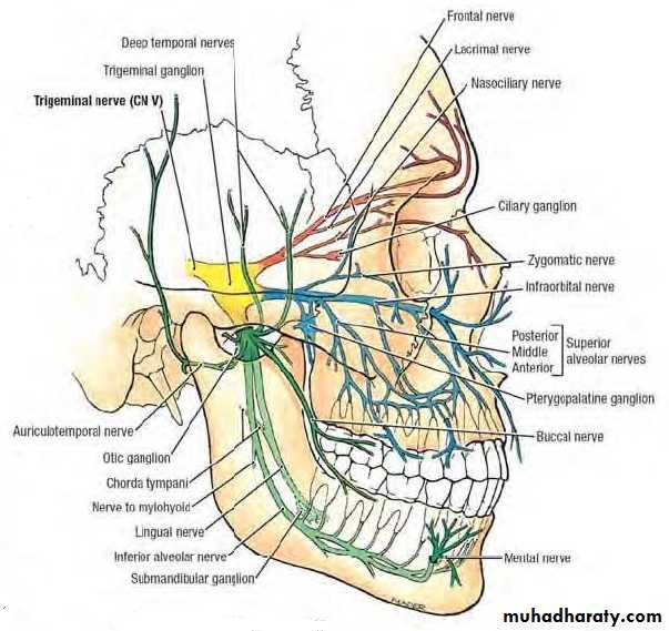 Head and neck-Skull pptx - Prof. Dr. Adnan H. Mahdi - Muhadharaty