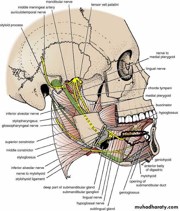 Head and neck-Skull pptx - Prof. Dr. Adnan H. Mahdi - Muhadharaty