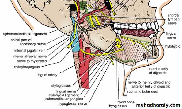 Head and neck-Skull pptx - Prof. Dr. Adnan H. Mahdi - Muhadharaty