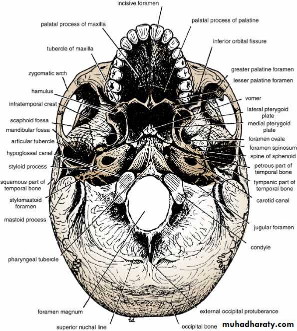 Head and neck-Skull pptx - Prof. Dr. Adnan H. Mahdi - Muhadharaty