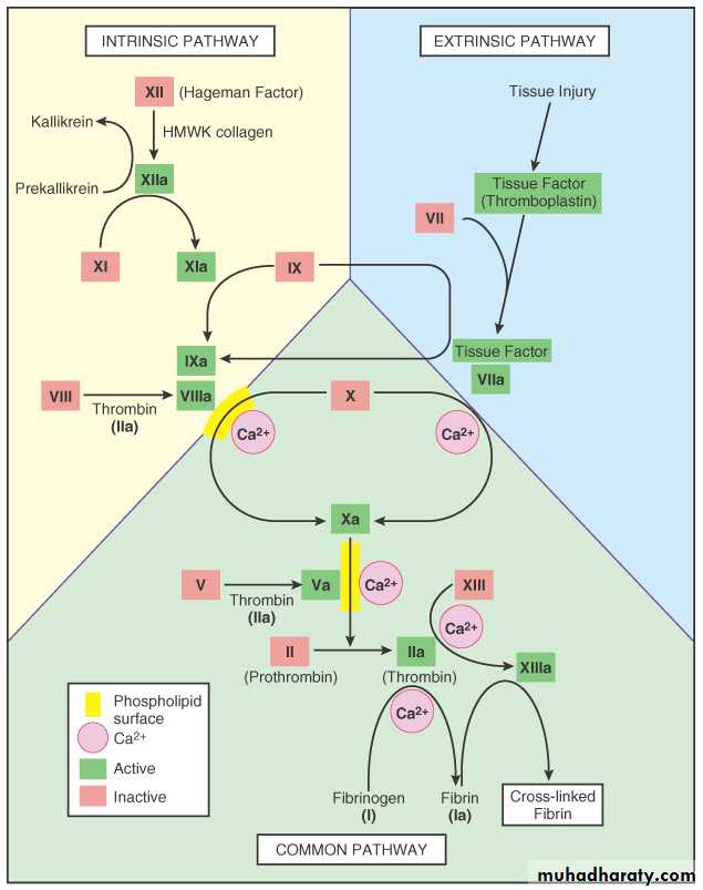 Hemodynamic Disorders pptx - D. Maha - Muhadharaty