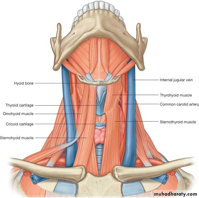 Neck pptx - Prof. Dr. Adnan H. Mahdi - Muhadharaty