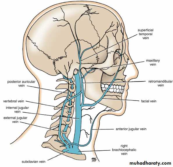 Neck pptx - Prof. Dr. Adnan H. Mahdi - Muhadharaty