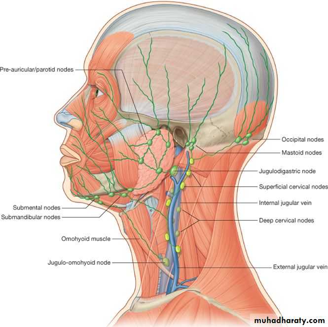 Neck Pptx - Prof. Dr. Adnan H. Mahdi - Muhadharaty