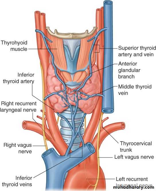 Neck pptx - Prof. Dr. Adnan H. Mahdi - Muhadharaty