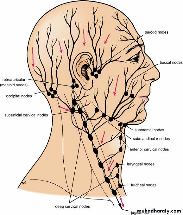 Neck pptx - Prof. Dr. Adnan H. Mahdi - Muhadharaty