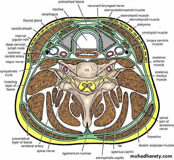 Neck Pptx Prof Dr Adnan H Mahdi Muhadharaty