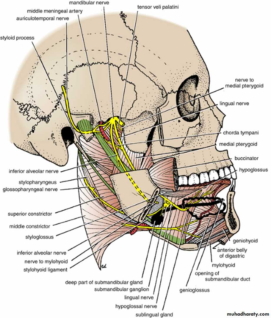 Neck pptx - Prof. Dr. Adnan H. Mahdi - Muhadharaty