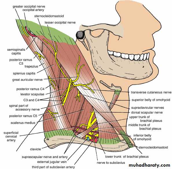 Neck pptx - Prof. Dr. Adnan H. Mahdi - Muhadharaty