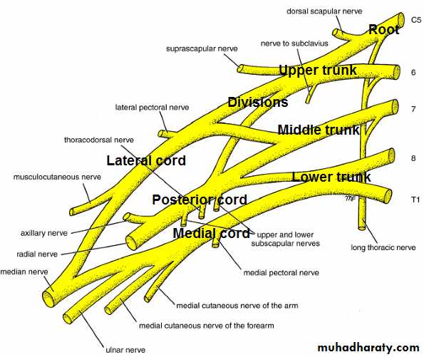 Neck pptx - Prof. Dr. Adnan H. Mahdi - Muhadharaty