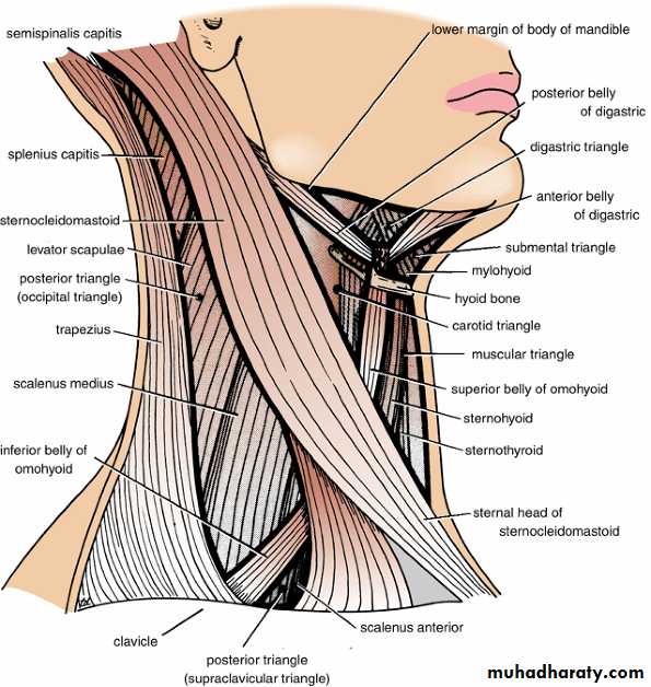 Neck pptx - Prof. Dr. Adnan H. Mahdi - Muhadharaty