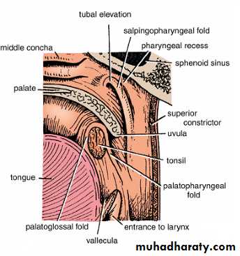 Salpingopharyngealfalte