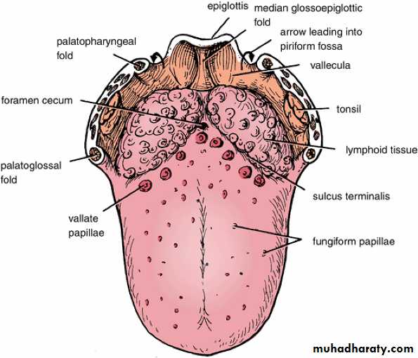 Oral Histology Pptx Muhadharaty