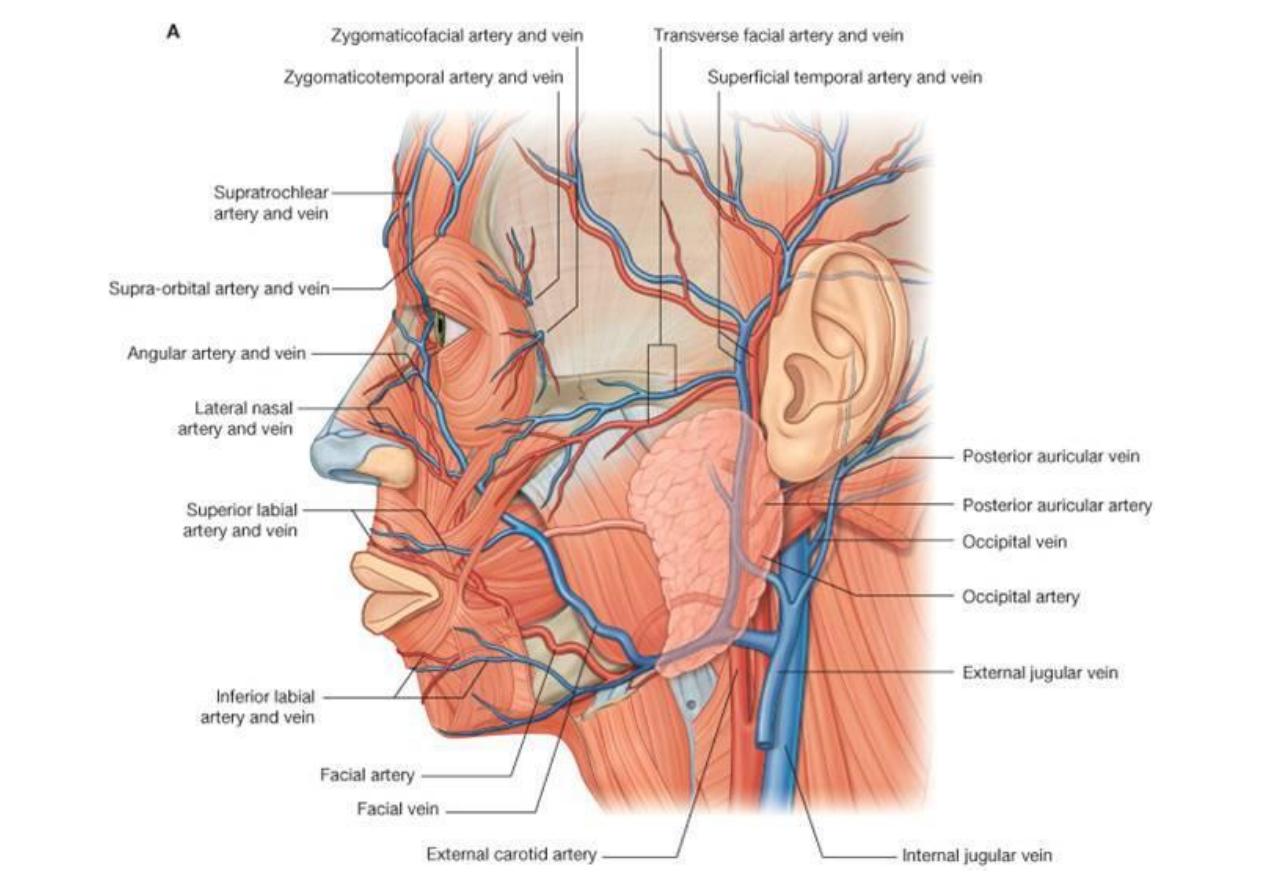 артерии и вены лица