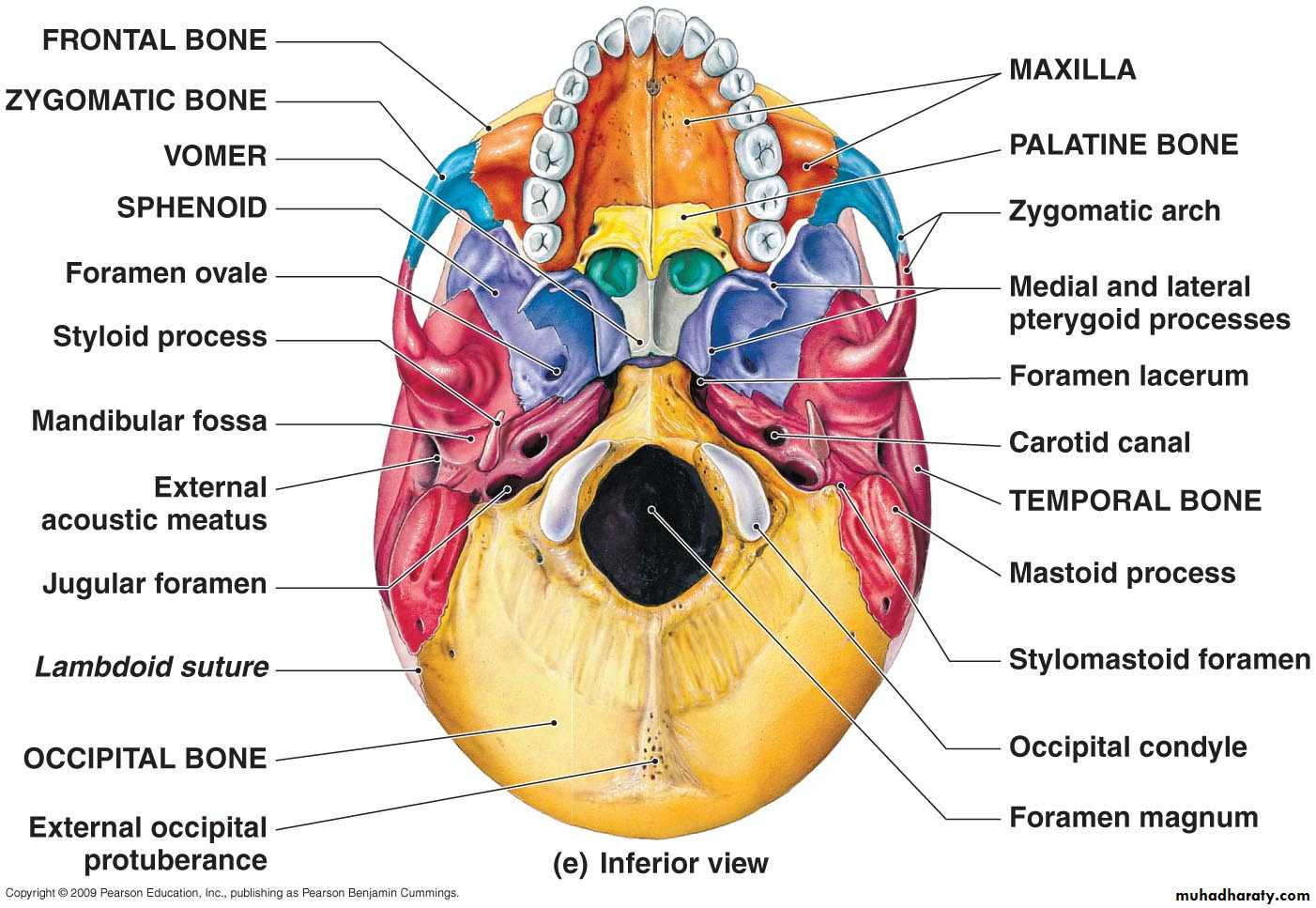 Основание черепа анатомия