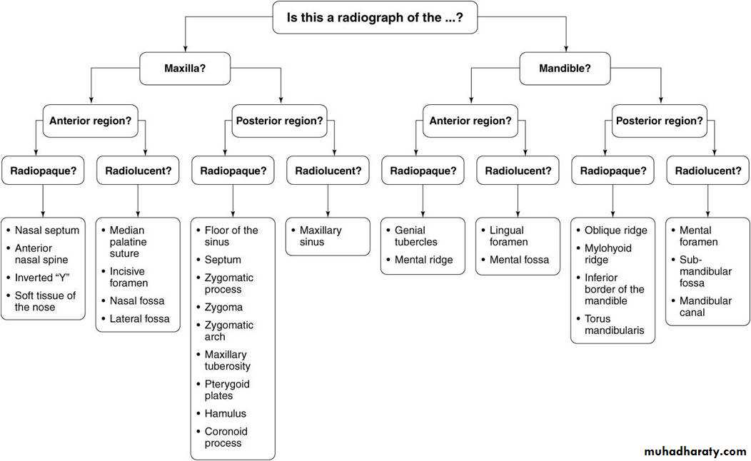 4 pptx - Dr.Rebwar - Muhadharaty