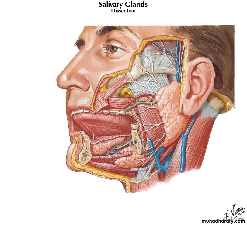 Diseases of salivary glands pptx - د. ميثم - Muhadharaty