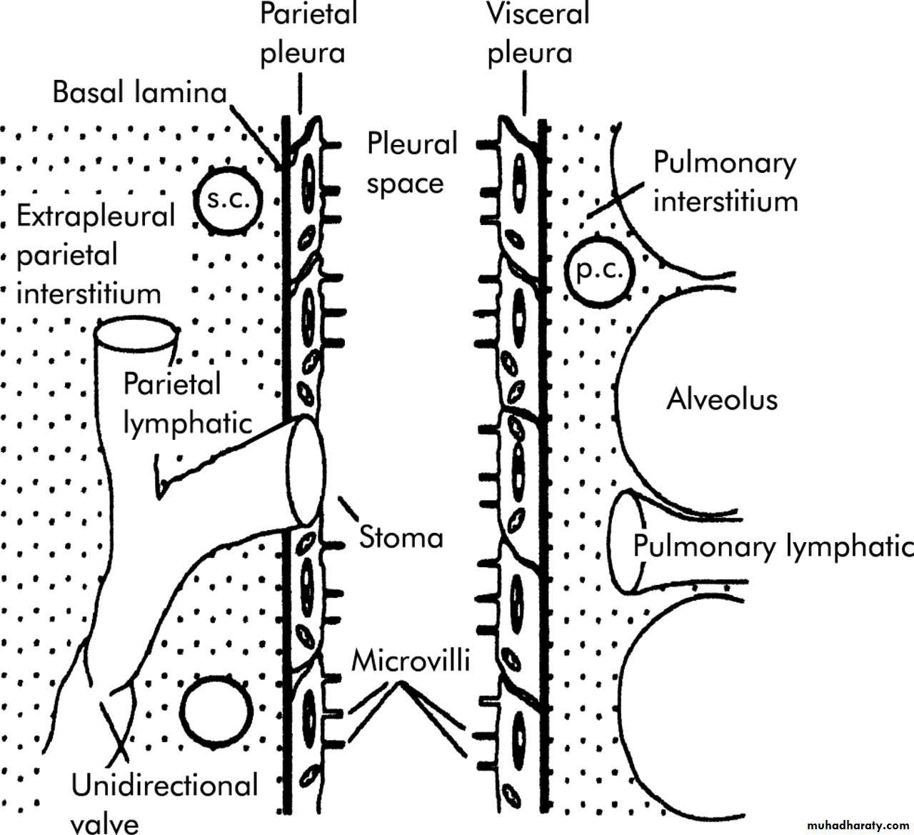 Pleural Effusion Mechanism