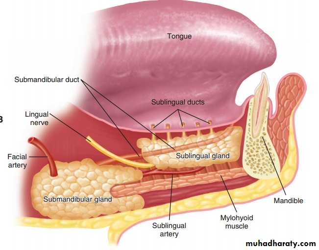 Embryology Pptx - د اسيل - Muhadharaty