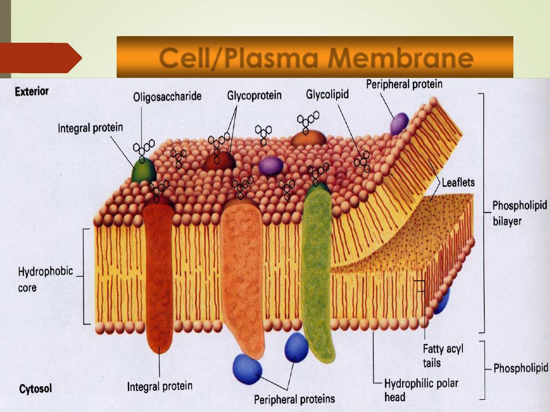 Cell Physiology pdf - Dr. Rafea Al-Fayyadh - Muhadharaty