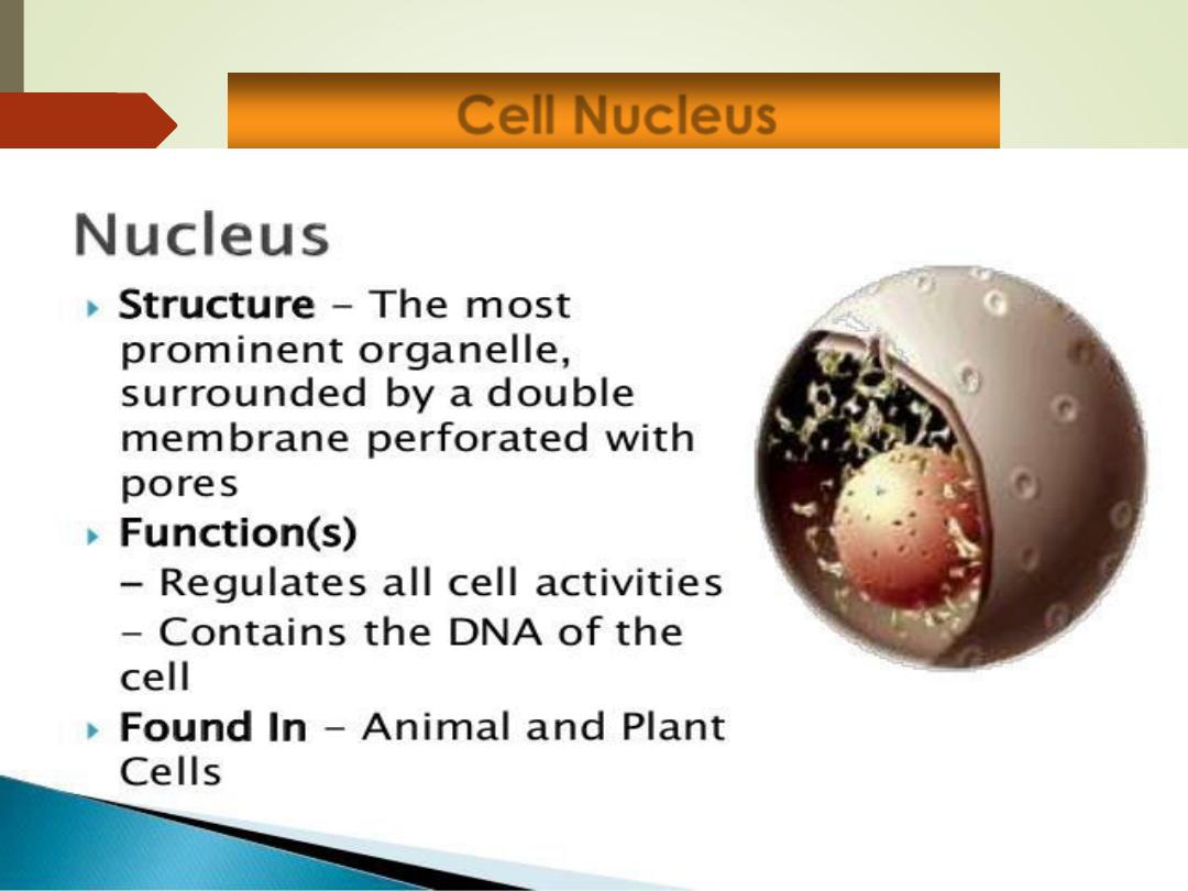 Cell Physiology pdf - Dr. Rafea Al-Fayyadh - Muhadharaty