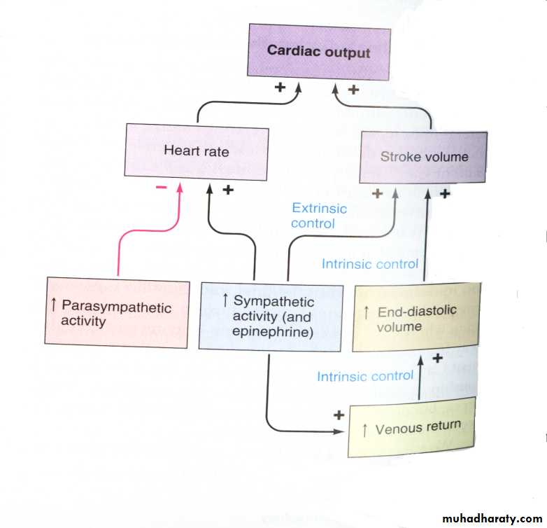 Circulatory system docx - ... - Muhadharaty