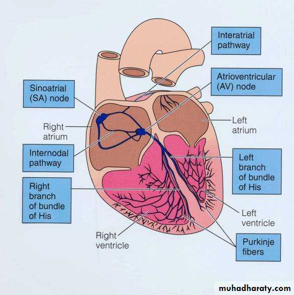 Circulatory system docx - ... - Muhadharaty