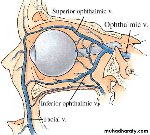 orbital and periorbital infectioun pptx - نور - Muhadharaty