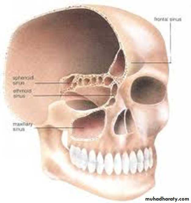 Пазухи костей. Гайморова пазуха анатомия на черепе. Кости гайморовой пазухи. Верхнечелюстная кость гайморова пазуха. Строение черепа гайморовы пазухи.