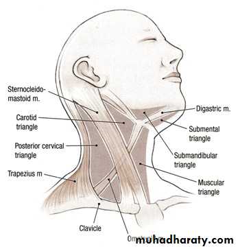 the neck pptx - د.عادل الميالي - Muhadharaty