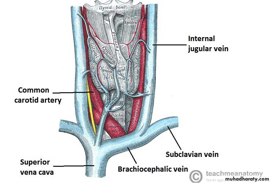 the neck pptx - د.عادل الميالي - Muhadharaty