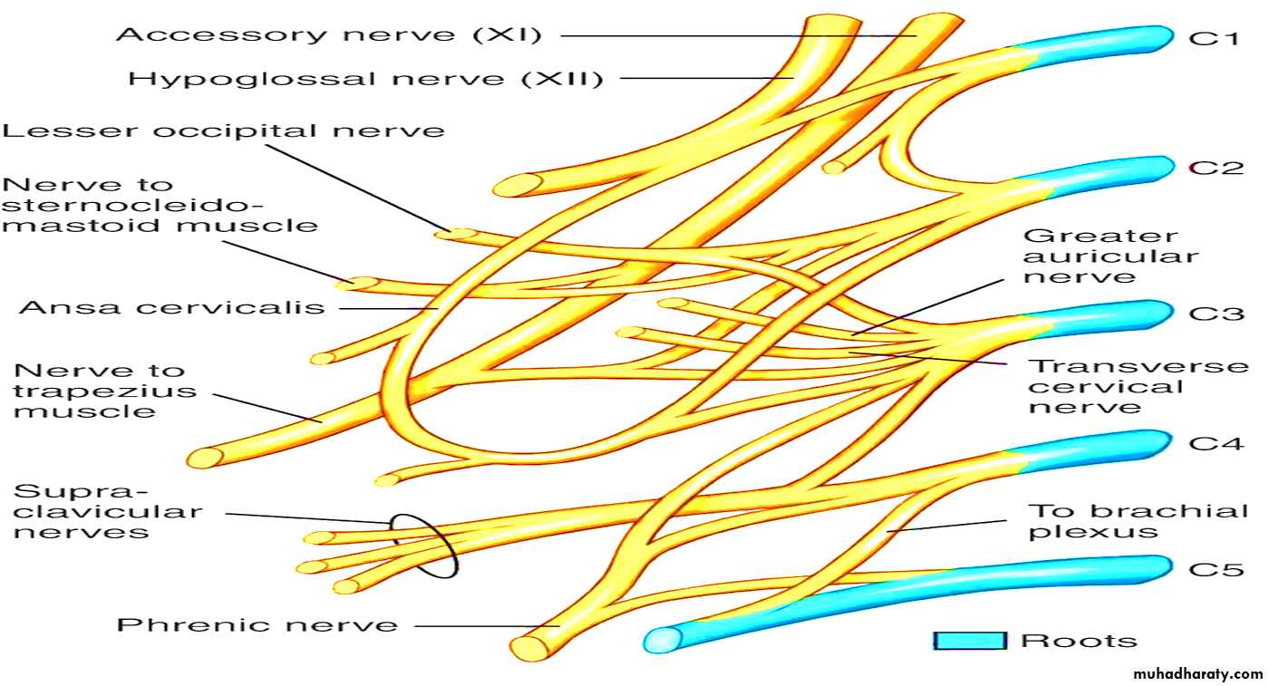 the neck pptx - د.عادل الميالي - Muhadharaty