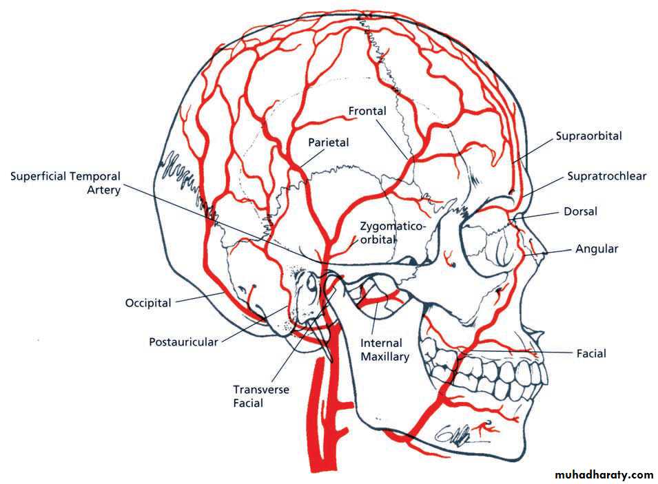 the head pptx - د.عادل الميالي - Muhadharaty