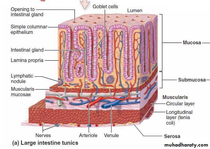 Digestive System Pptx - د. حسين بهاء (عملي) - Muhadharaty