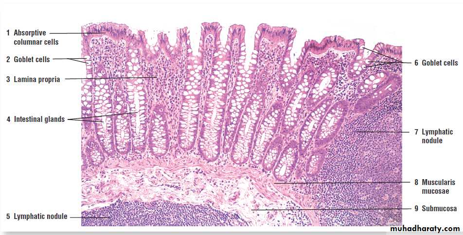 digestive system pptx - د. حسين بهاء (عملي) - Muhadharaty