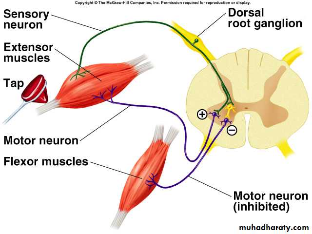 spinal cord 2 pptx - فرح نبيل عباس - Muhadharaty