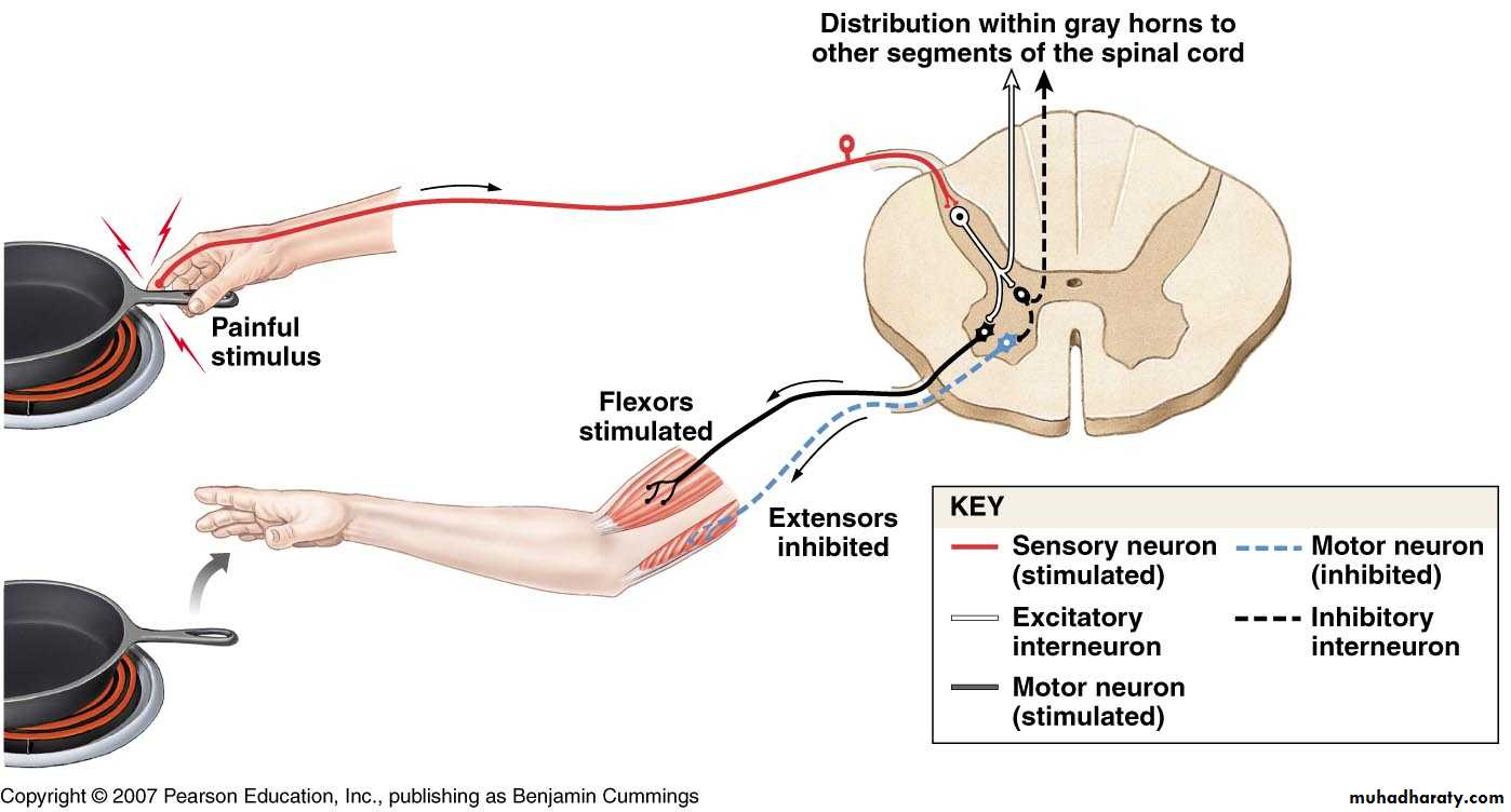 spinal cord 3 pptx - فرح نبيل عباس - Muhadharaty